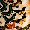 butterflies_